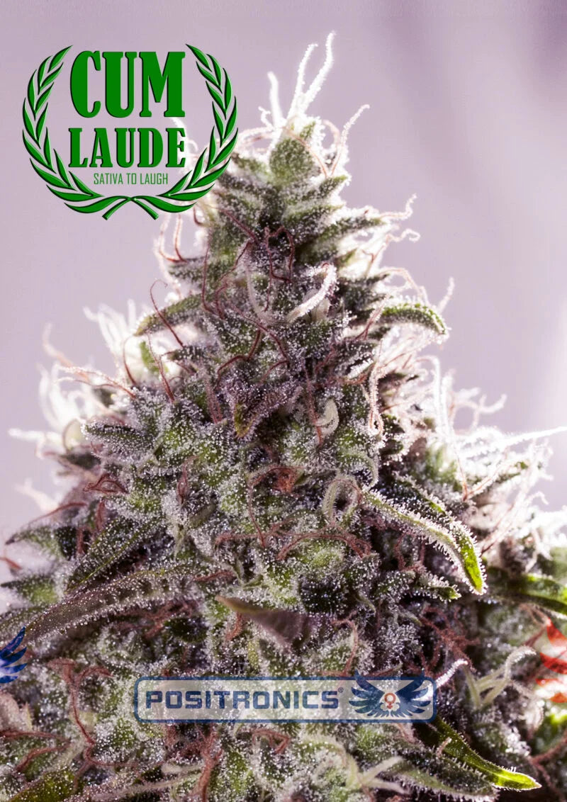 SEMILLAS FEM CUM LAUDE POSITRONICS x 3