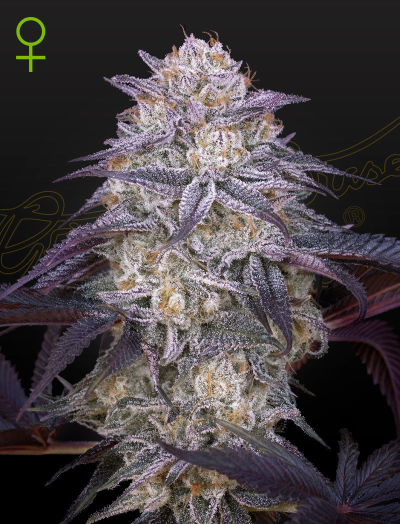 KINGS KUSH AUTO GREEN HOUSE X 1