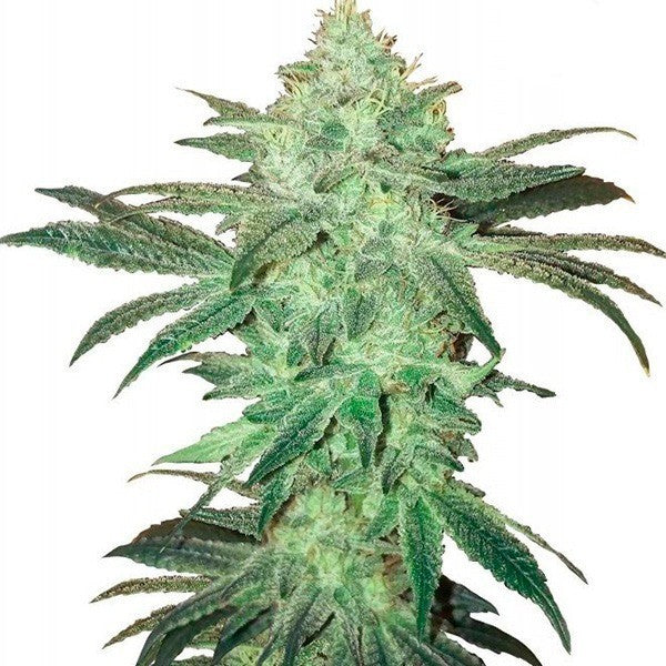 STARDAWG AUTO FAST BUDS X 1