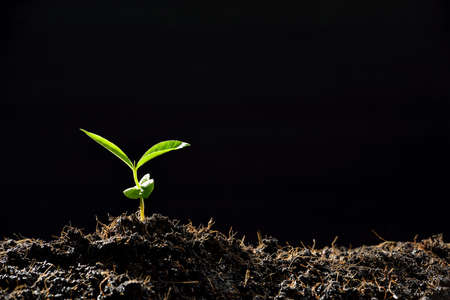 Cultivo