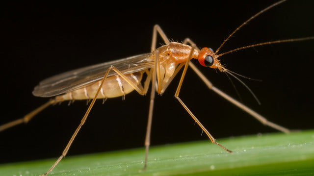 Repelente insectos