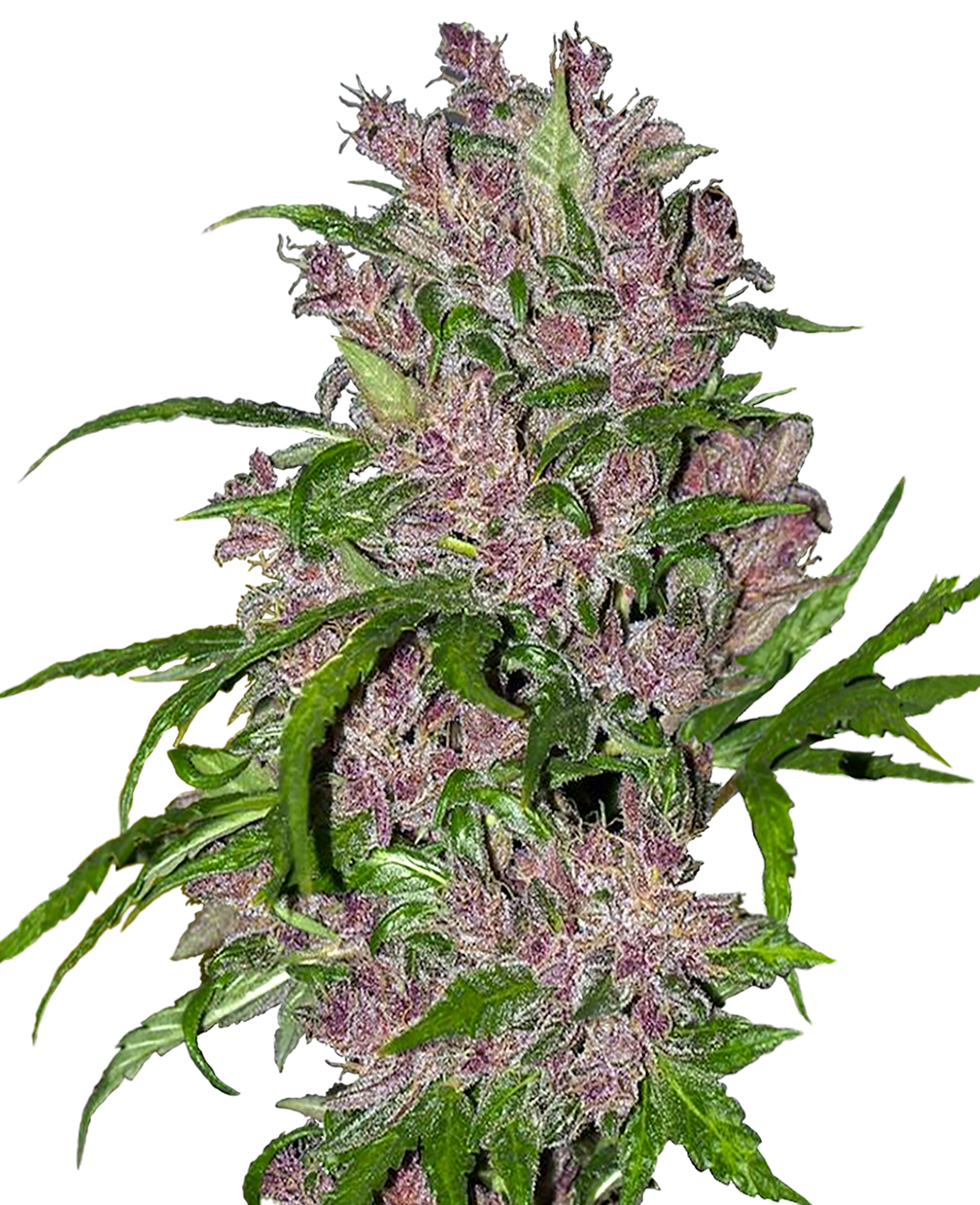 PURPLE BUD FEM WHITE LABEL X 3