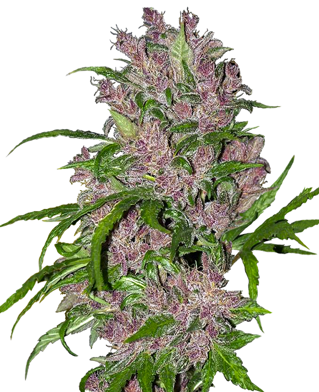 PURPLE BUD FEM WHITE LABEL X 3