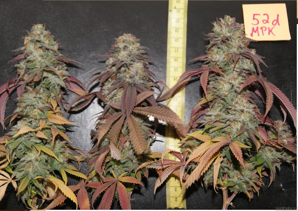 MENDOCINO PURPLE KUSH X 3 FEM