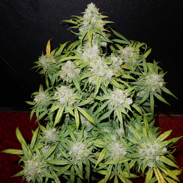 CBD CRACK FEM FAST BUD X 3