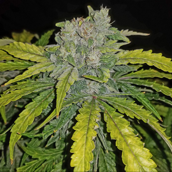 CBD CRACK FEM FAST BUD X 3