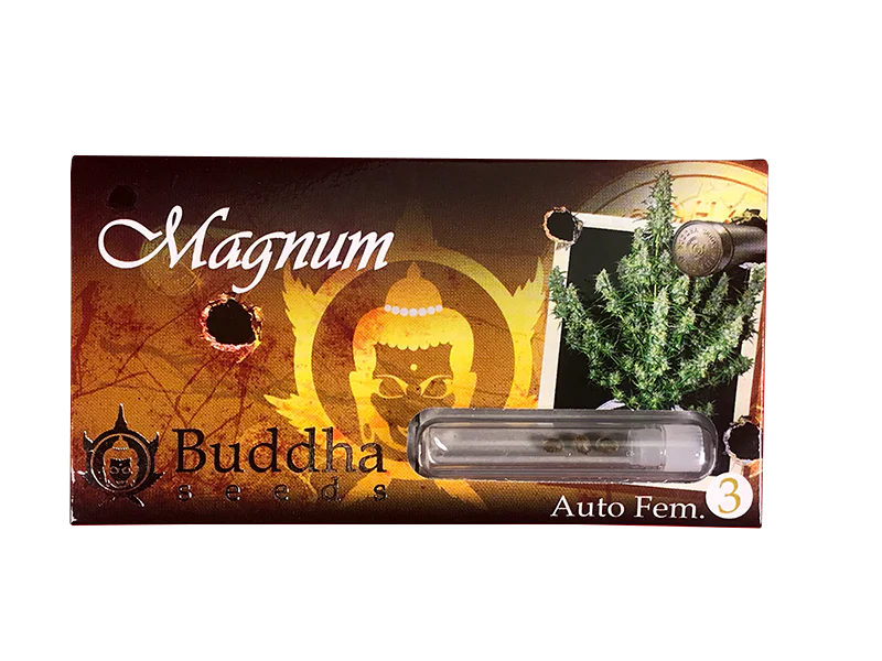 SEMILLAS AUTO MAGNUM BUDDHA SEEDS 3+1