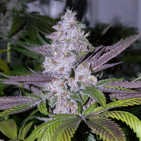 MENDOCINO PURPLE KUSH X 3 FEM