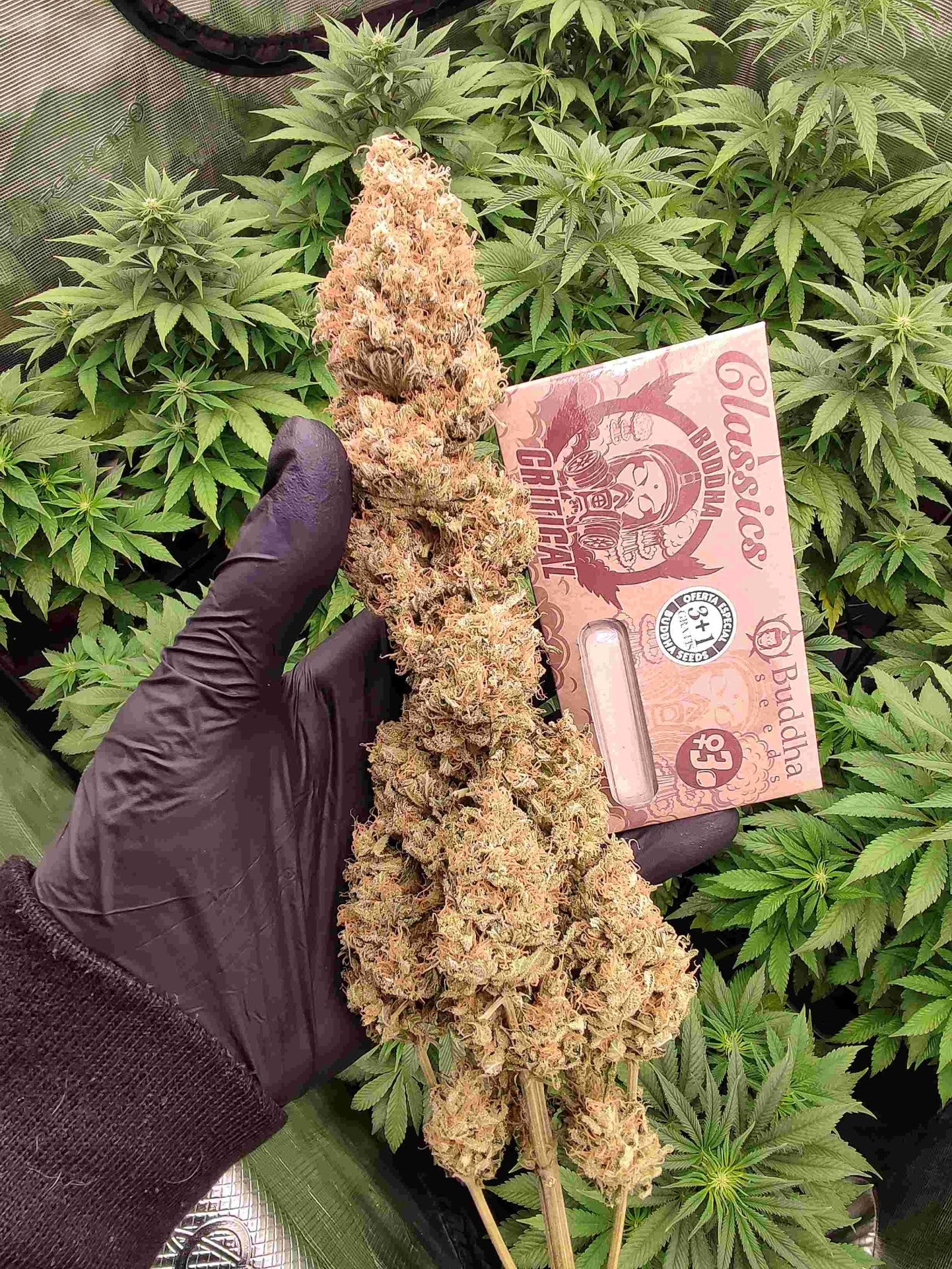 SEMILLAS AUTO CRITICAL BUDDHA SEEDS 3+1