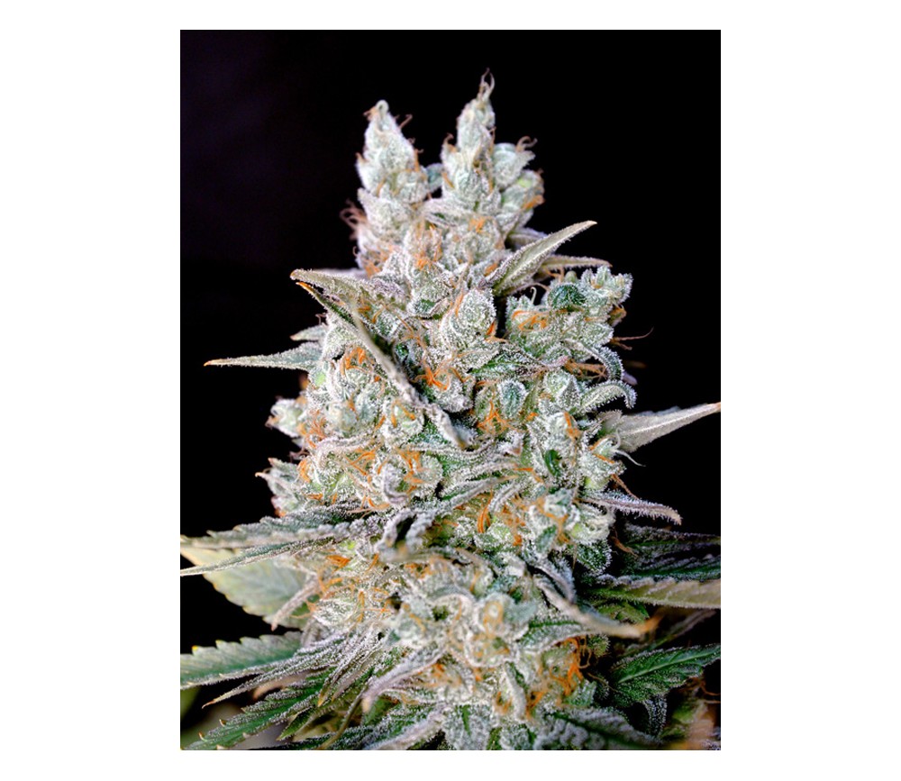 BIG BANG AUTO GREEN HOUSE SEEDS X 1