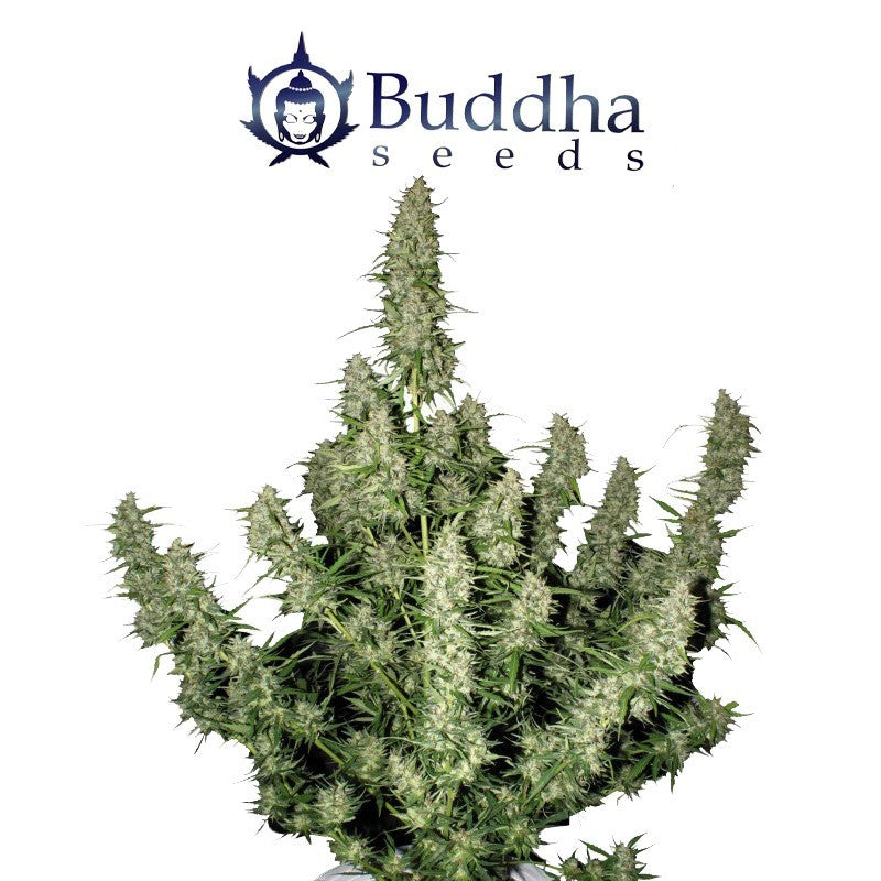 SEMILLAS AUTO MAGNUM BUDDHA SEEDS 3+1