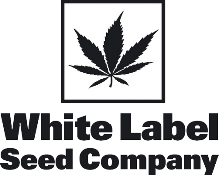 PURPLE BUD FEM WHITE LABEL X 3