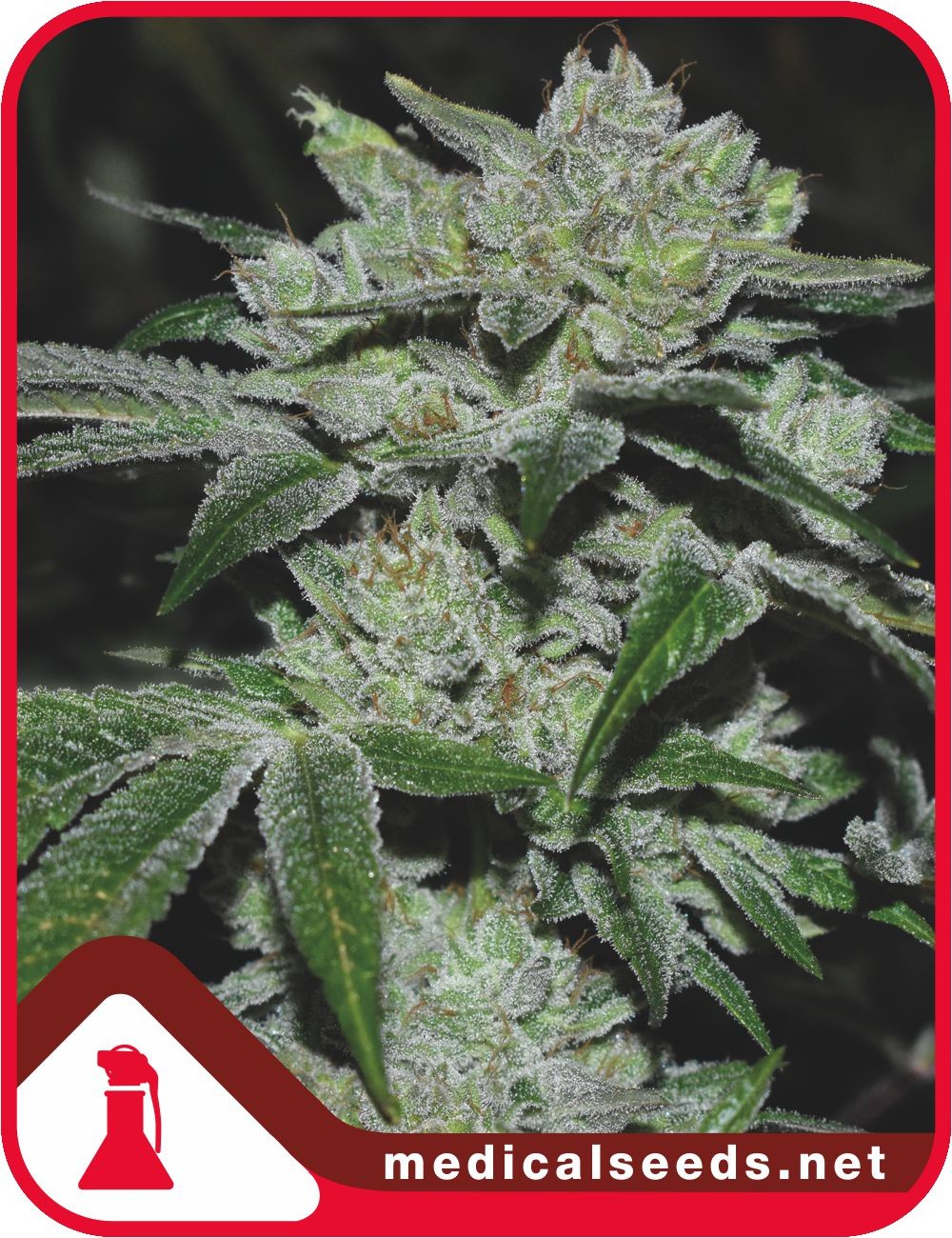 SOUR GLUE FEM  MEDICAL SEEDS X 3