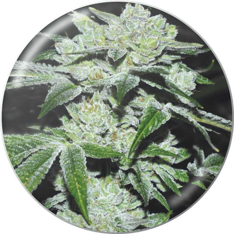 SOUR GLUE FEM  MEDICAL SEEDS X 3